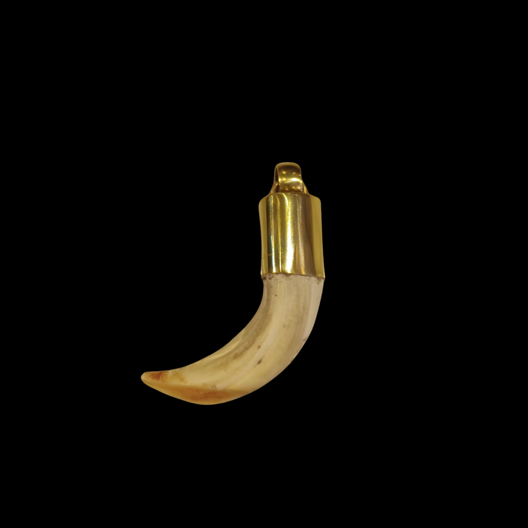 Colmillo Jabalí Corto Bronce